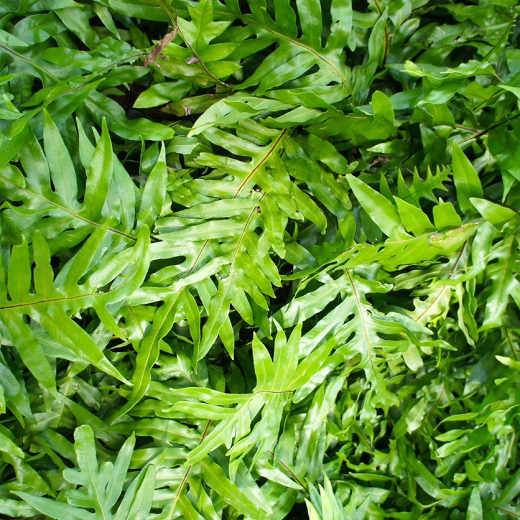 Microsorum diversifolium - Felce canguro