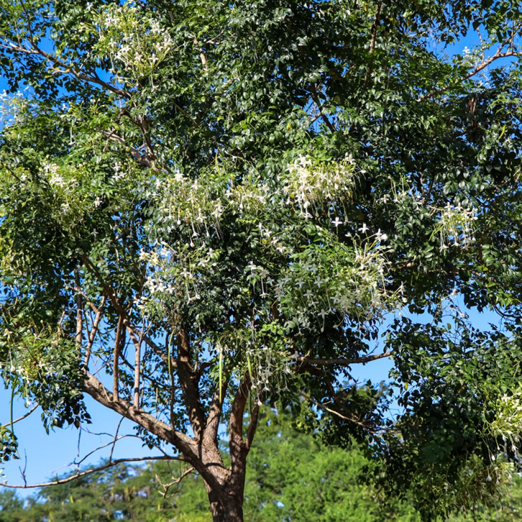Millingtonia hortensis