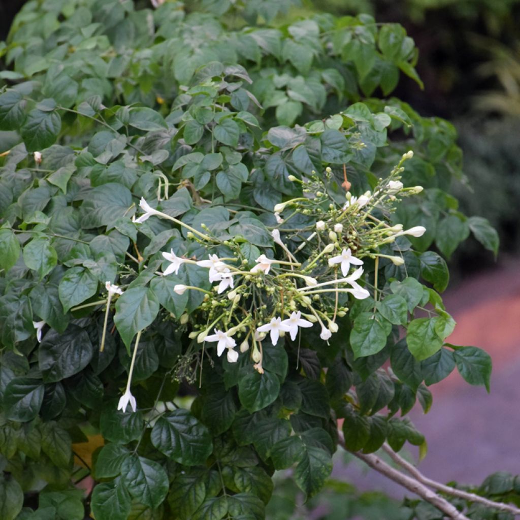 Millingtonia hortensis