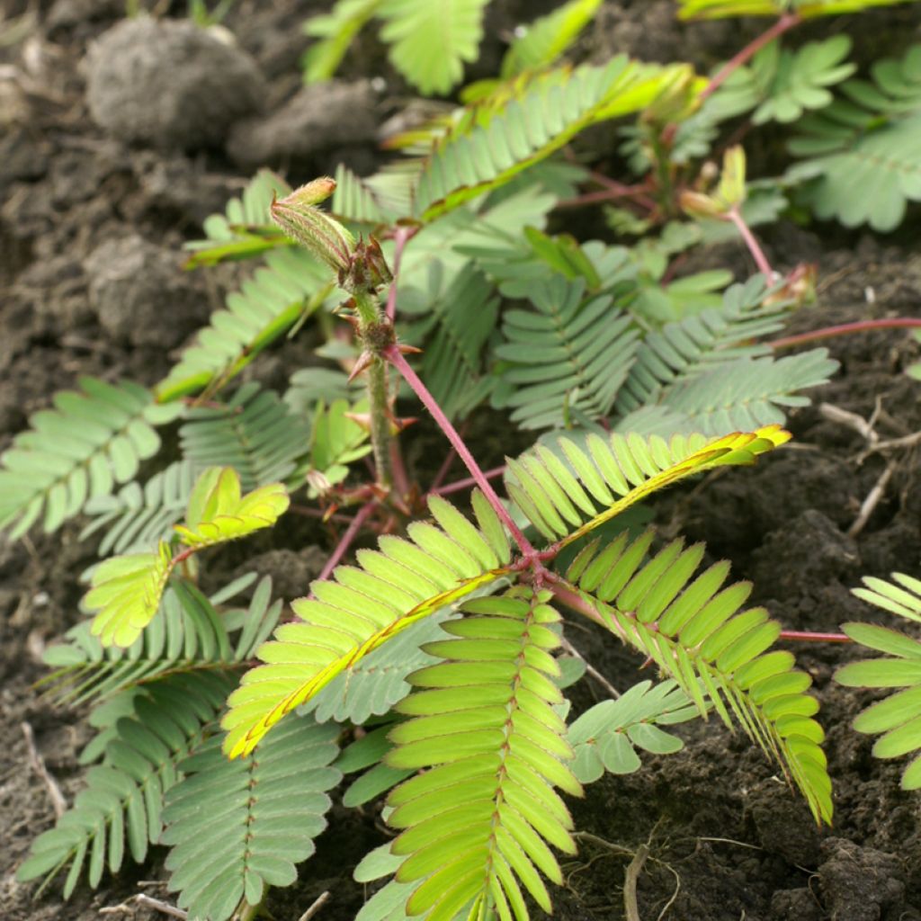 Mimosa pudica - Sensitiva