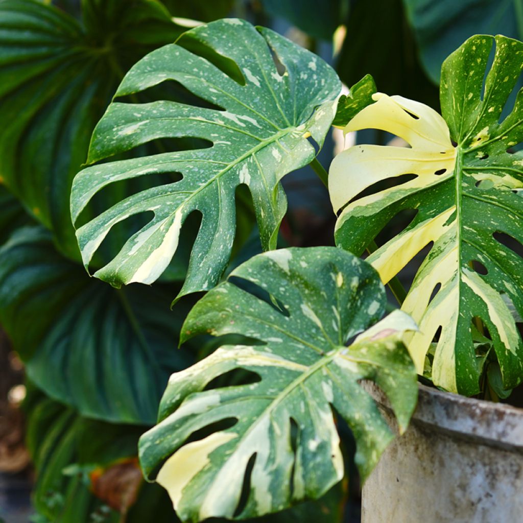 Monstera Thai Constellation