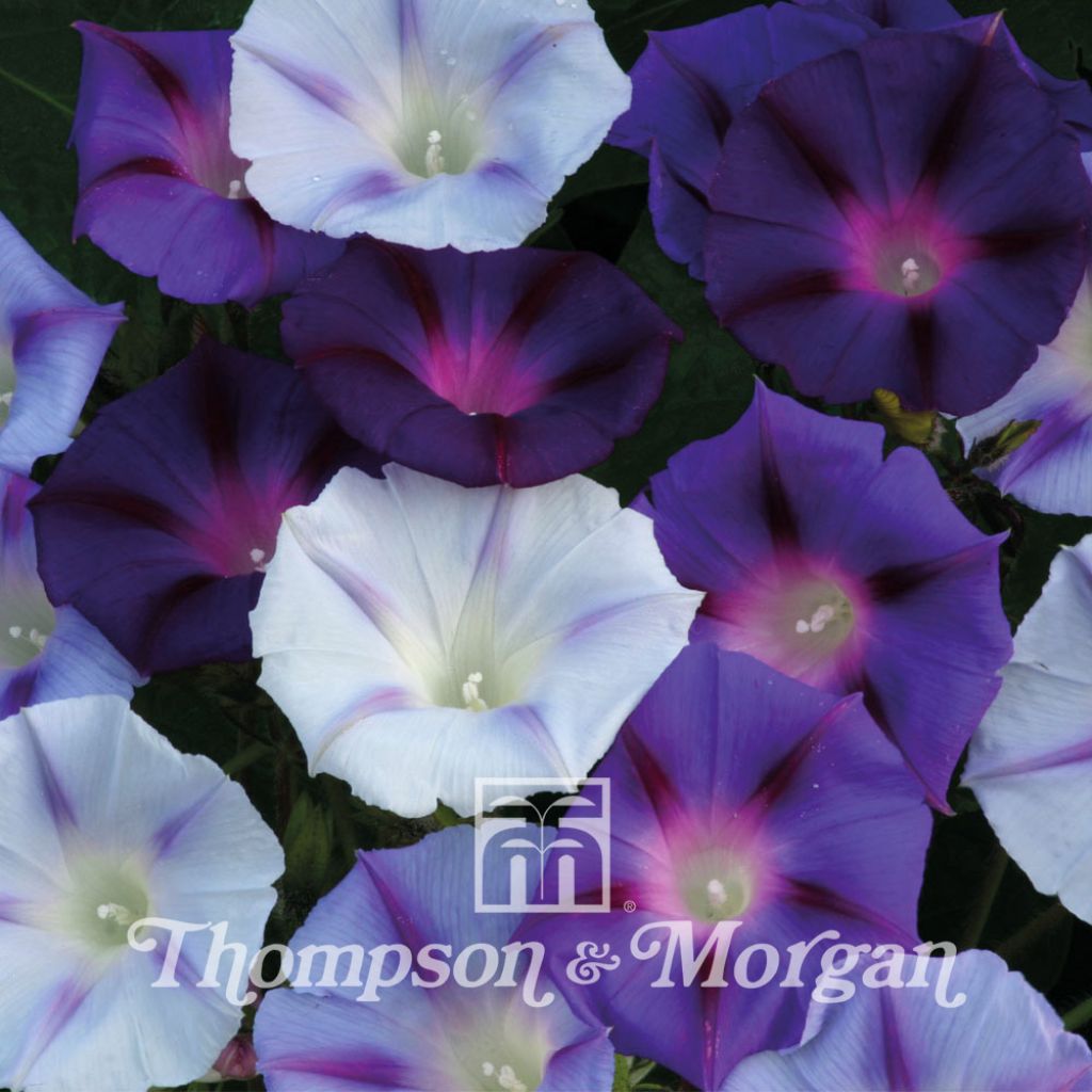 Ipomée Hazelwood Blues
