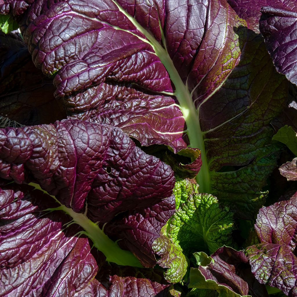 Senape rossa Red Giant Bio - Ferme de Sainte Marthe