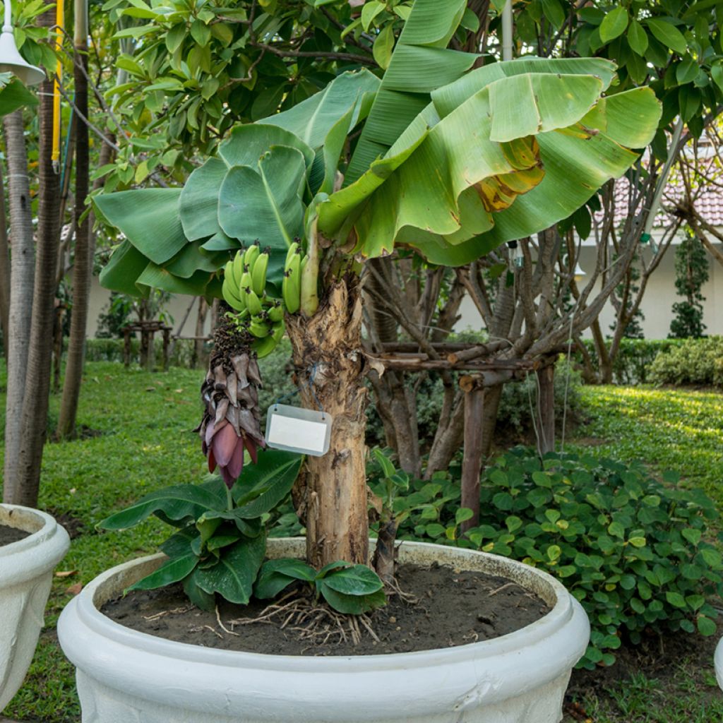 Musa acuminata - Banano
