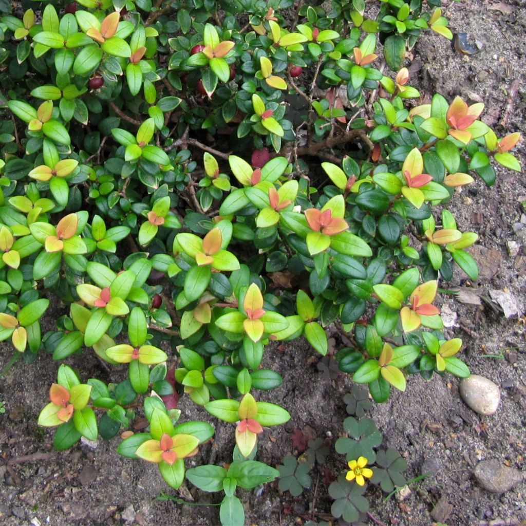 Myrtus ugni - Ugni molinae Butterball