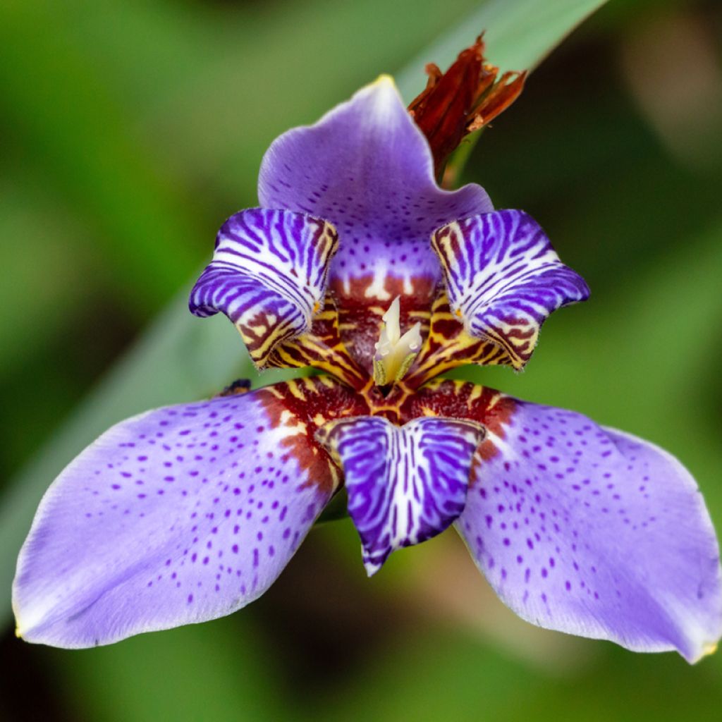 Neomarica caerulea Sky Blue