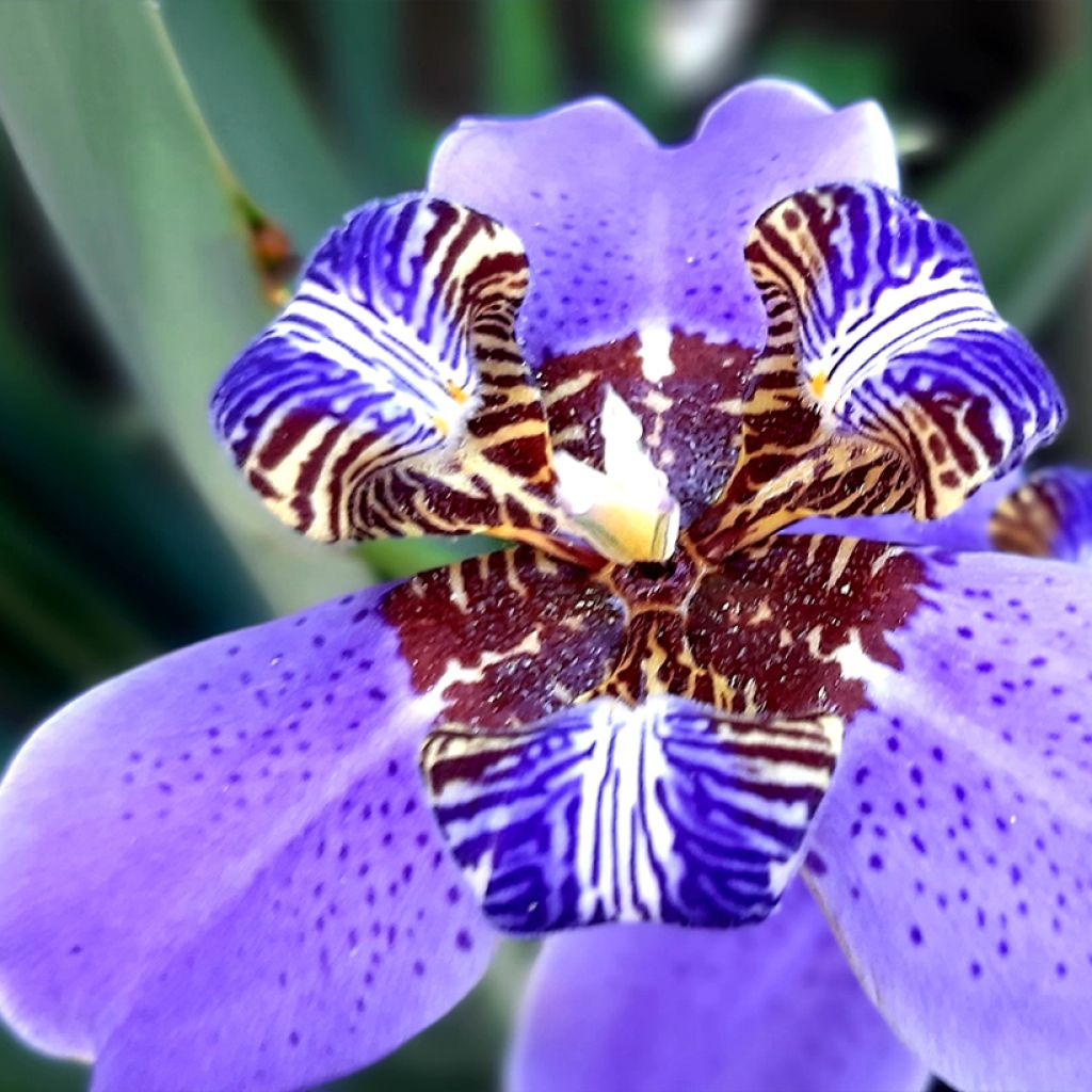Neomarica caerulea Sky Blue