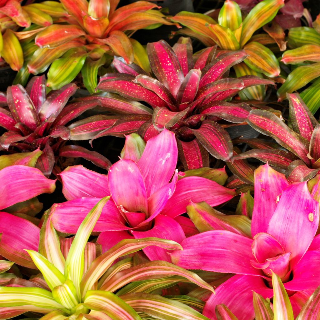 Neoregelia Medusa - Neoregelia - Bromelia