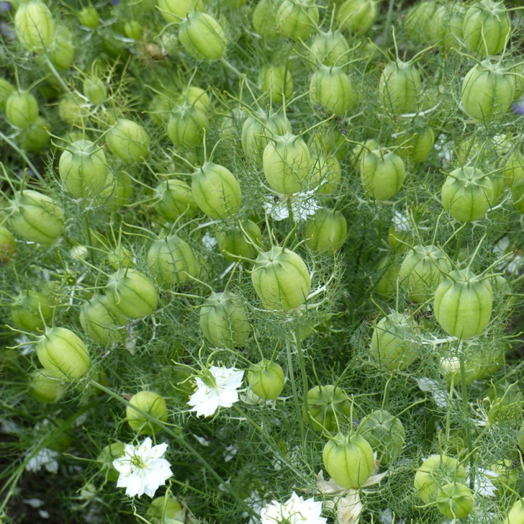 Damigella scapigliata Green Pod BIO