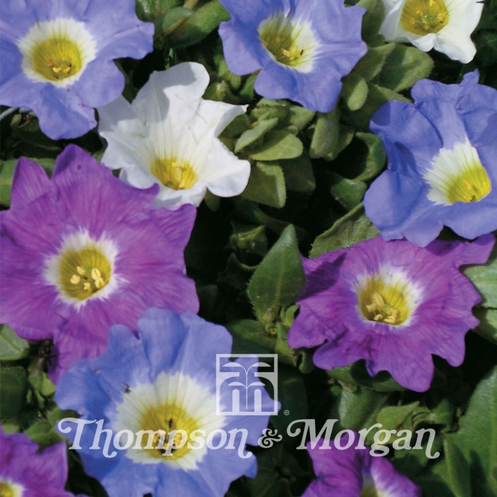 Nolana Paradoxa Sun Belle Mixed