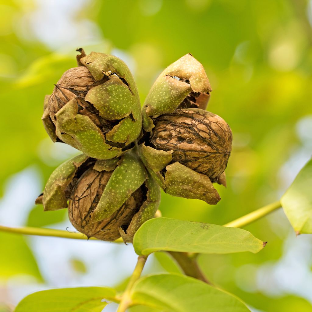 Noyer commun Mayette - Juglans regia