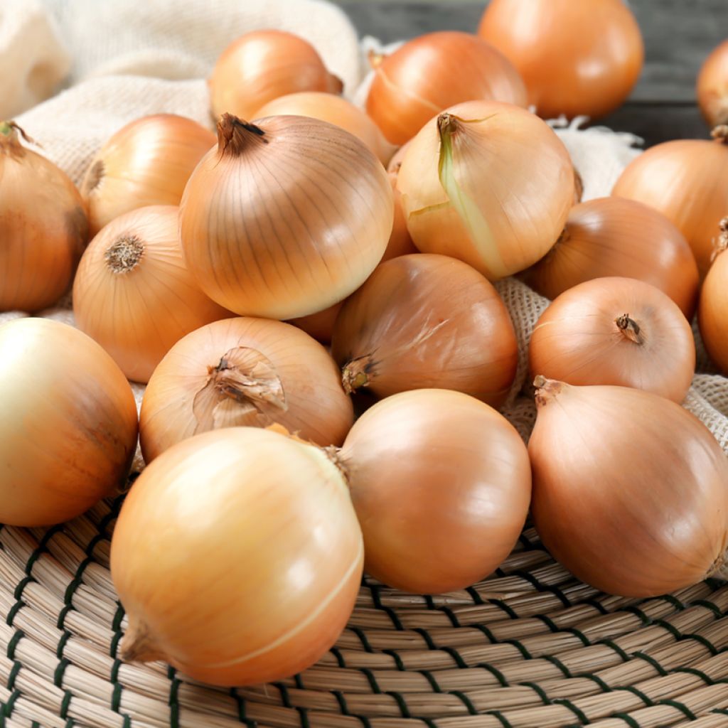 Cipolla gialla Lorenzos