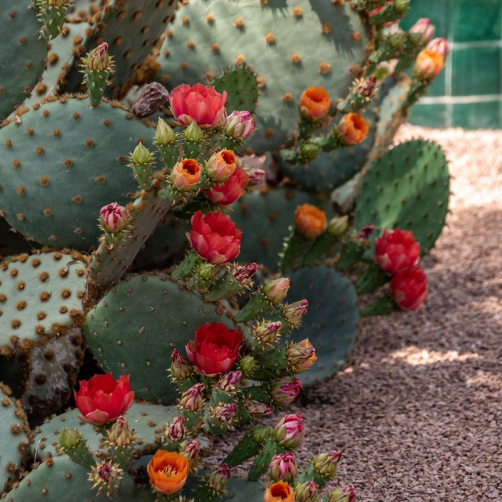 Opuntia aciculata - Fico d' India