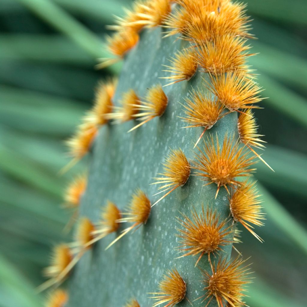 Opuntia aciculata - Fico d' India