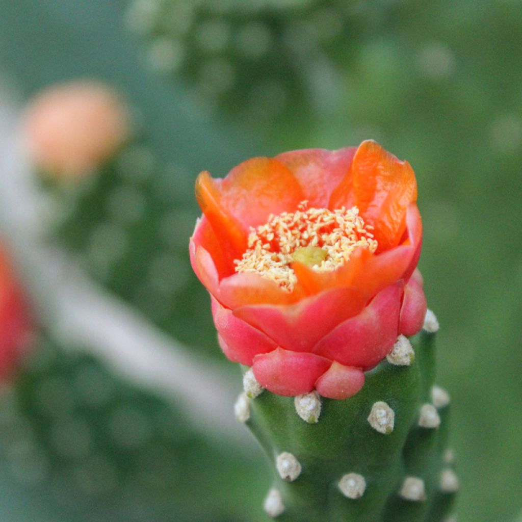 Opuntia aciculata - Fico d' India
