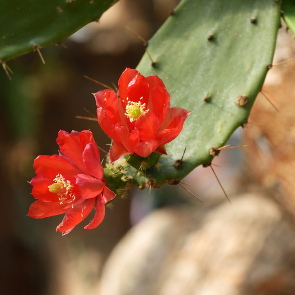 Opuntia bergeriana - Cactus