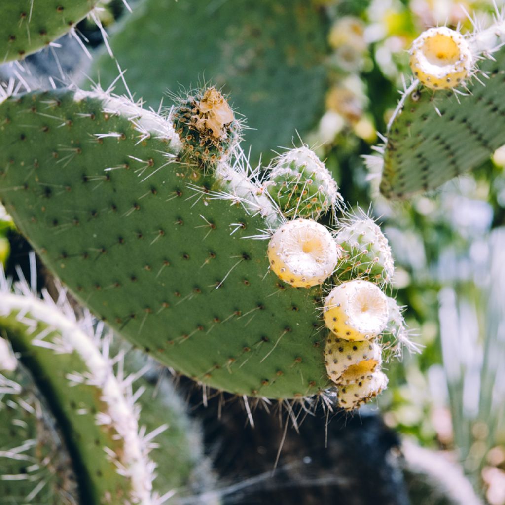 Opuntia bergeriana - Cactus