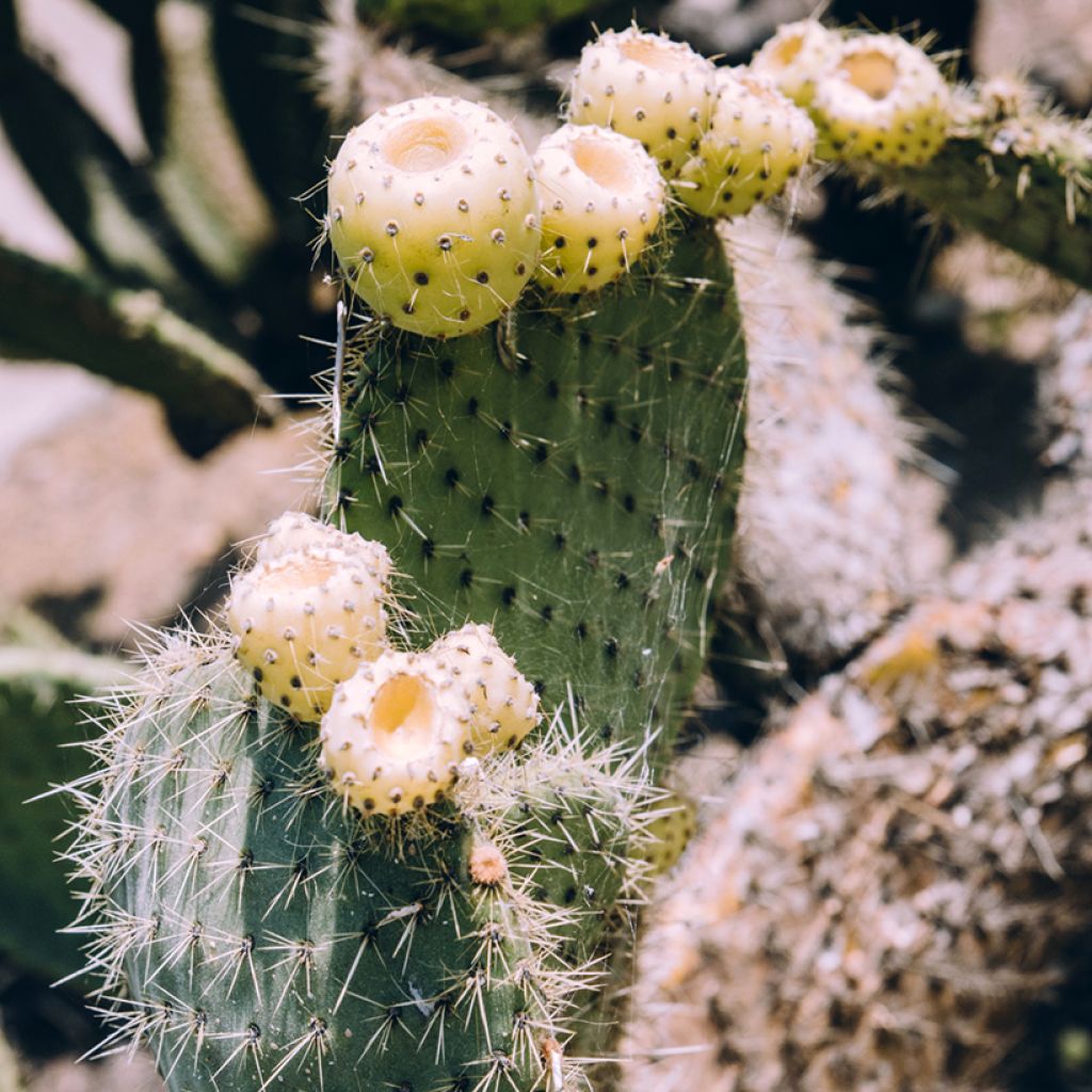 Opuntia bergeriana - Cactus