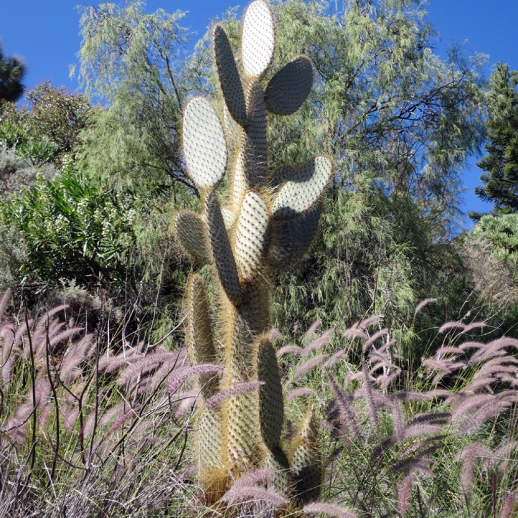Opuntia leucotricha - Fico d' India