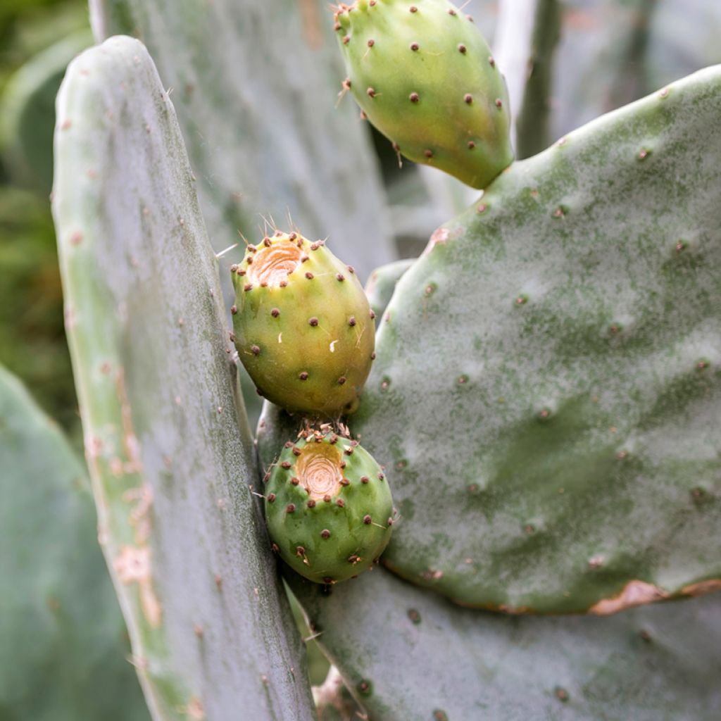 Opuntia leucotricha - Fico d' India