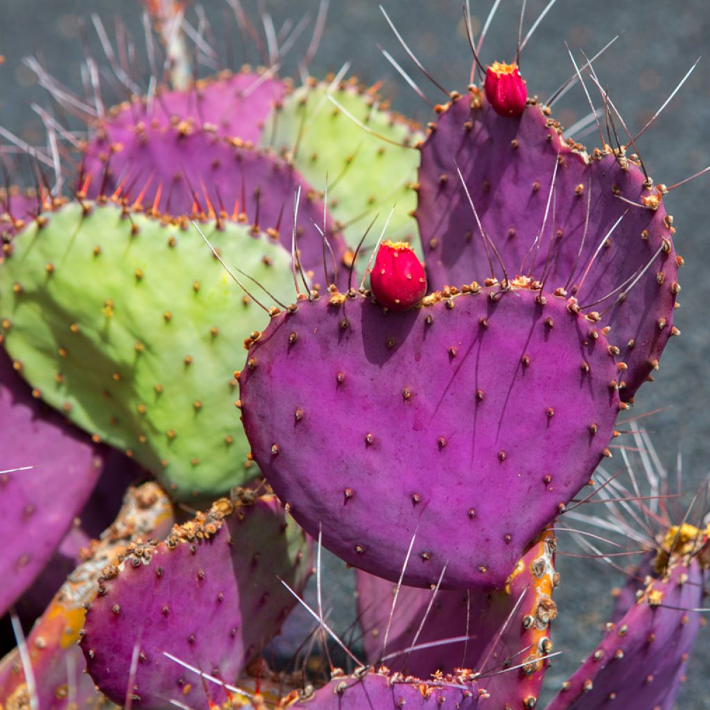 Opuntia macrocentra- Cactus