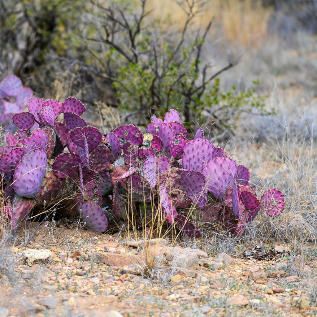 Opuntia macrocentra- Cactus