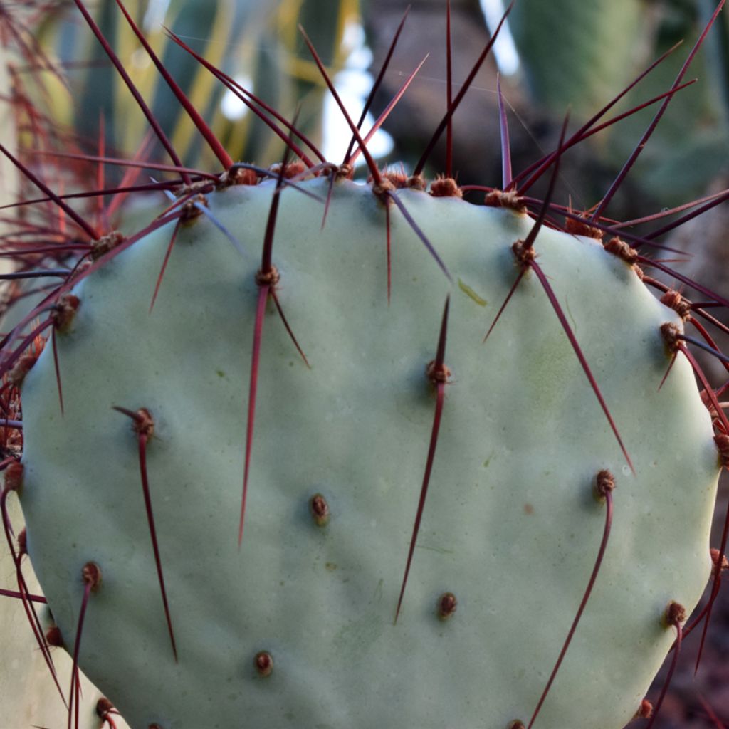 Opuntia macrocentra - Cactus