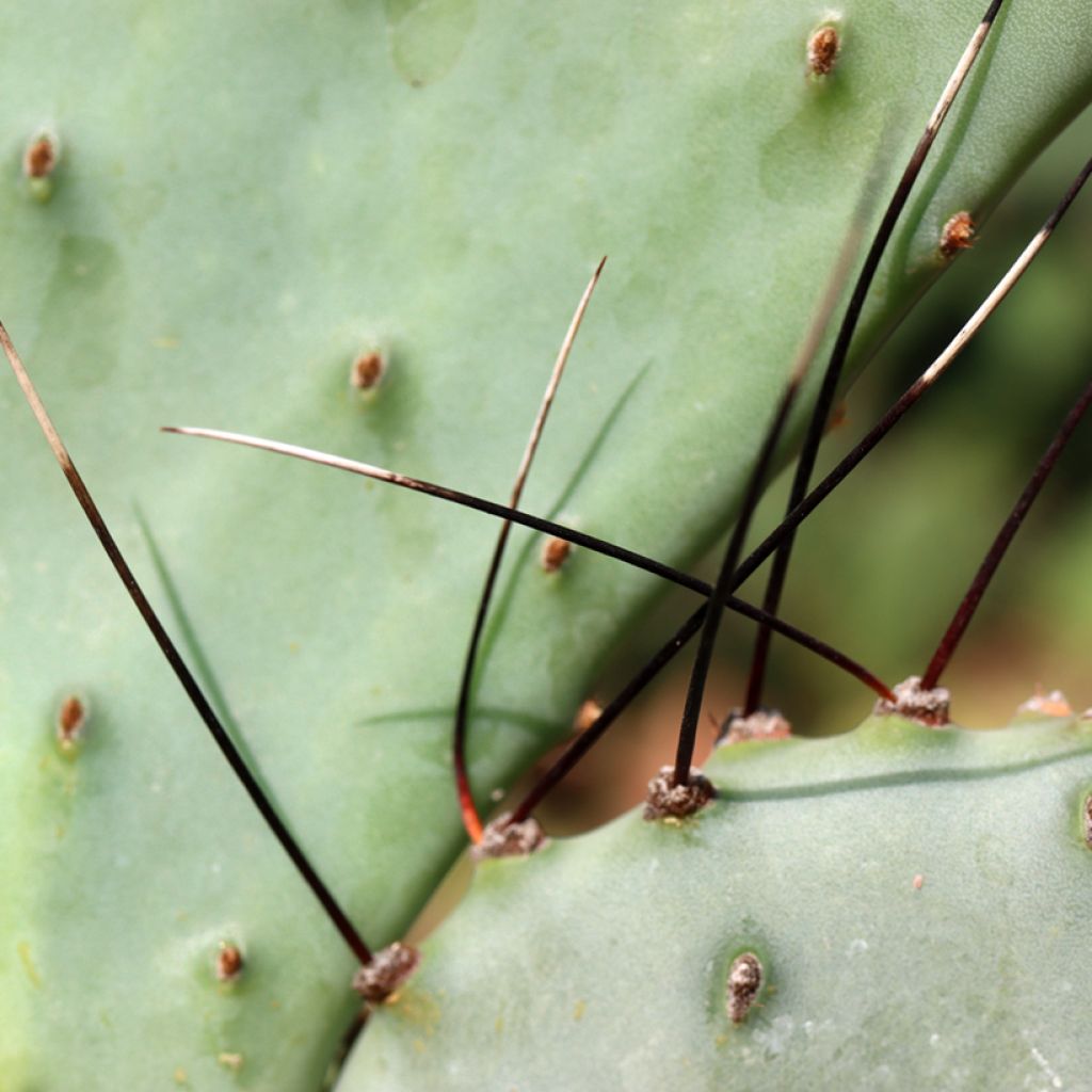 Opuntia macrocentra - Cactus
