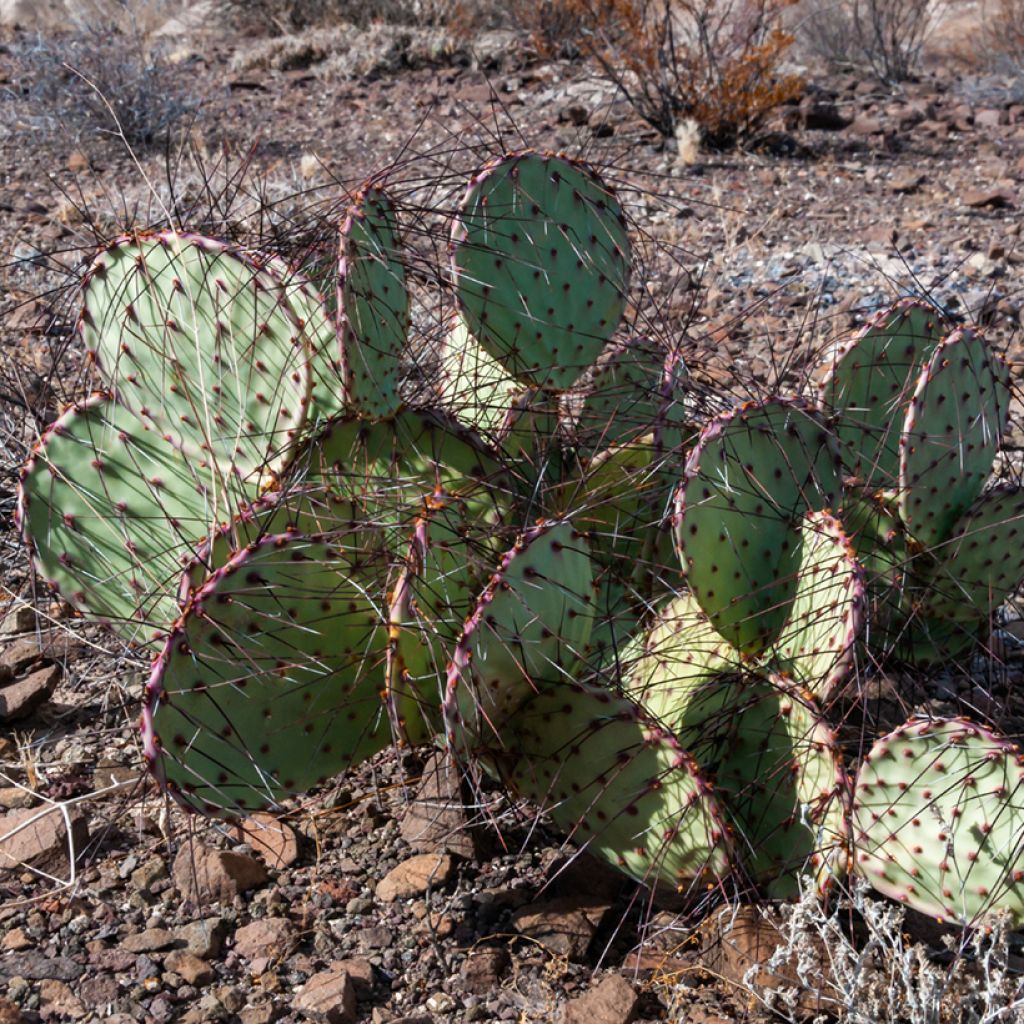 Opuntia macrocentra - Cactus