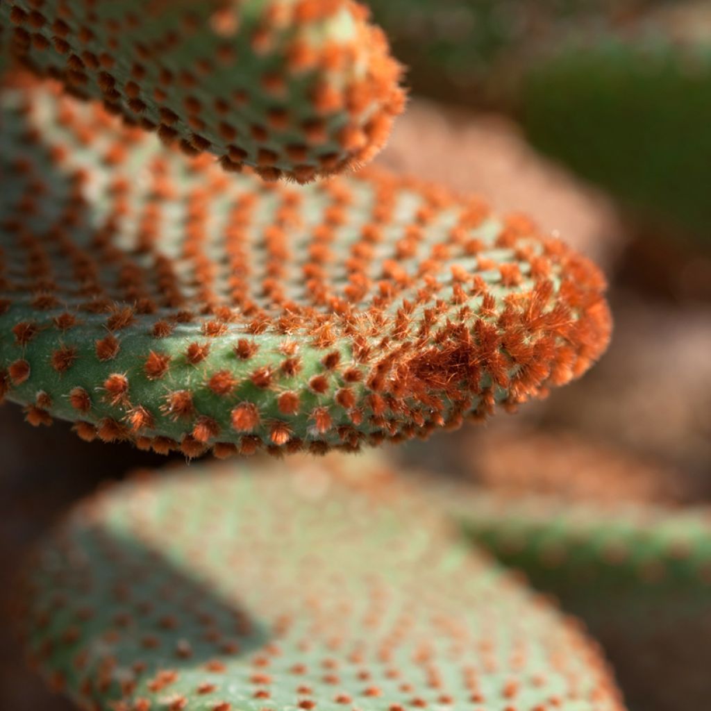 Opuntia microdasys var. rufida - Fico d'India