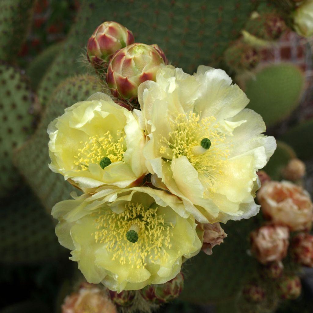Opuntia microdasys var. rufida - Fico d'India