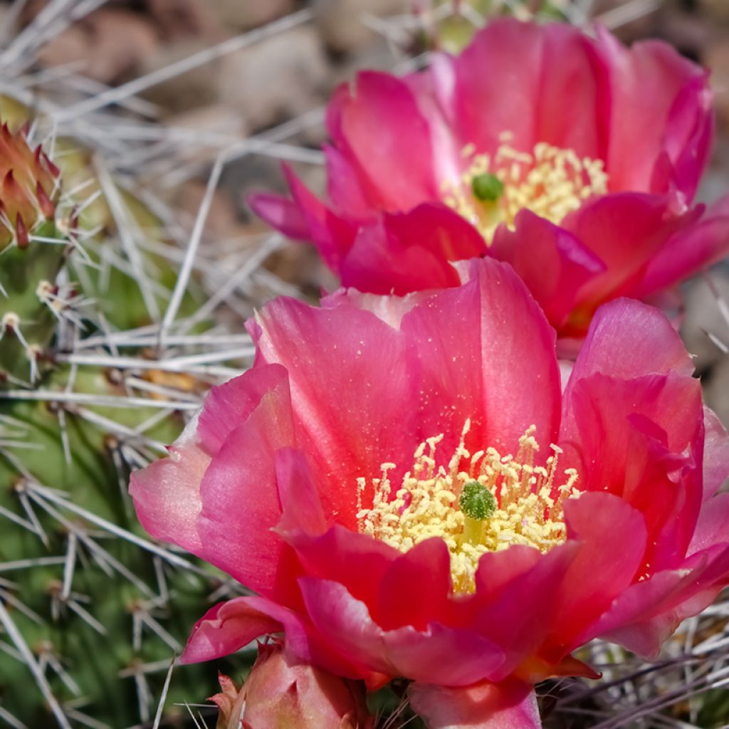 Opuntia polyacantha - Fico d' India
