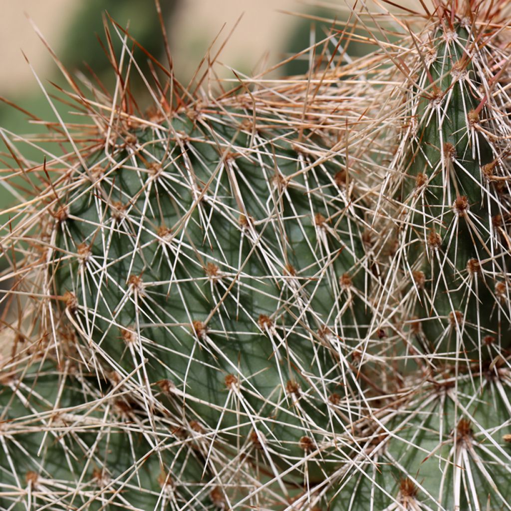 Opuntia polyacantha - Fico d' India
