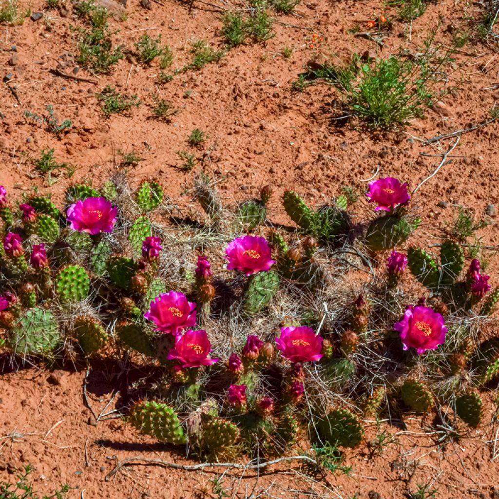 Opuntia polyacantha - Fico d' India