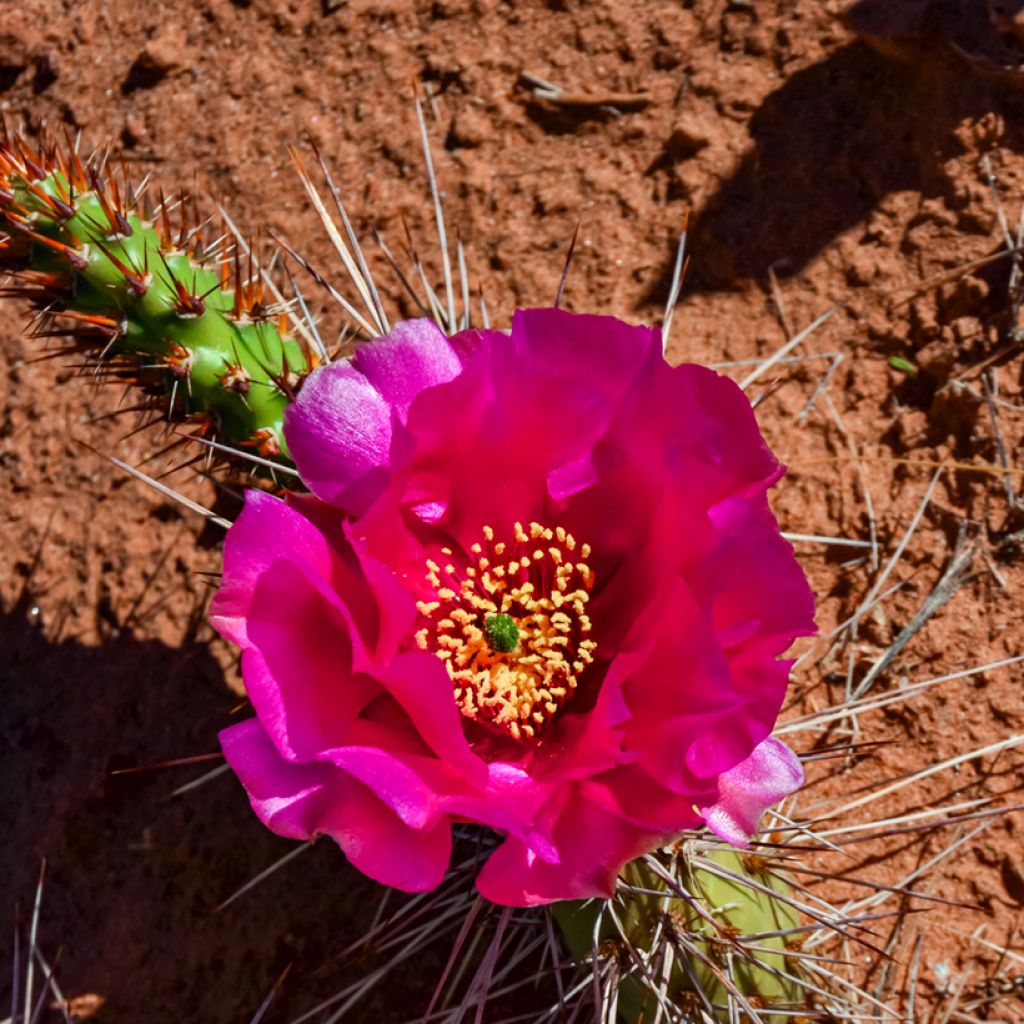 Opuntia polyacantha - Fico d' India