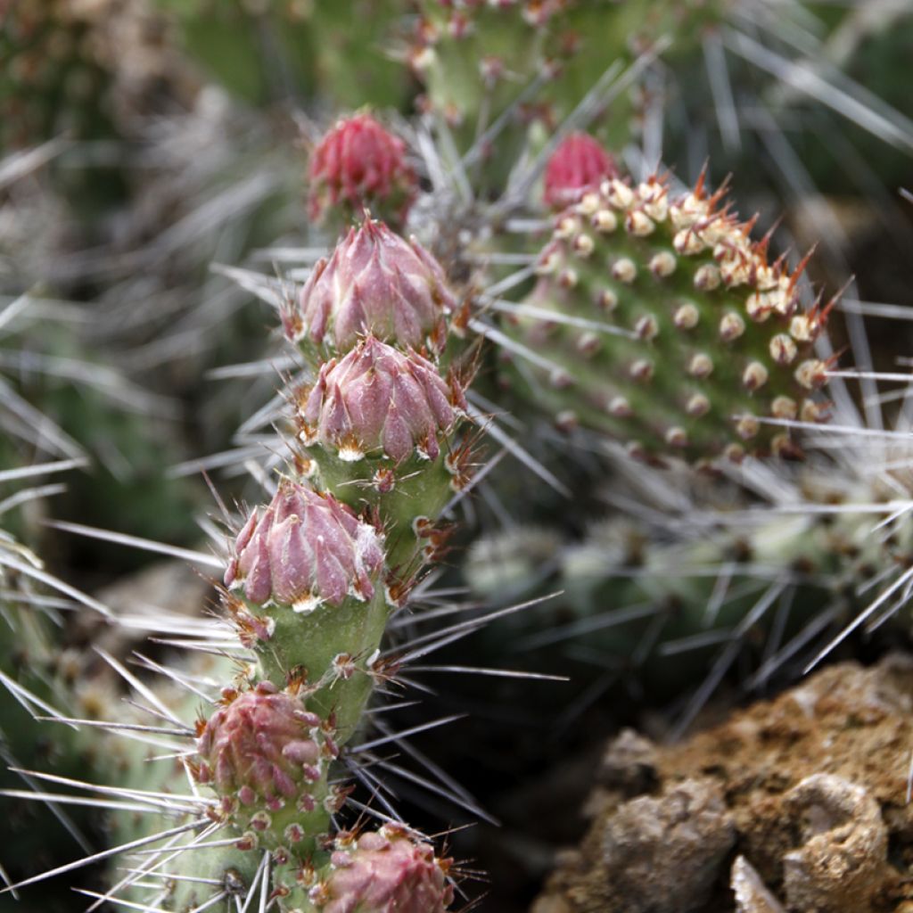 Opuntia polyacantha - Fico d' India