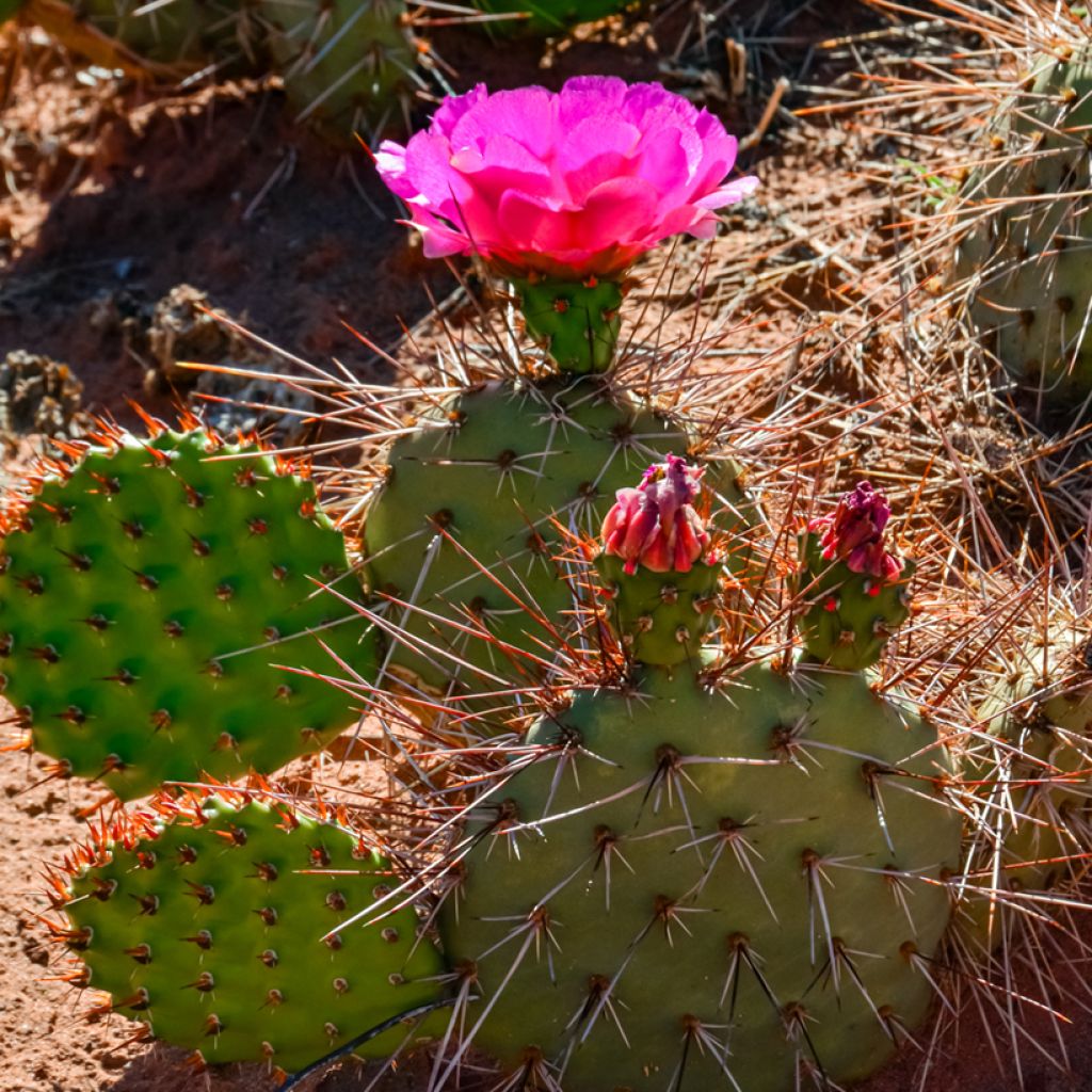 Opuntia polyacantha - Fico d' India