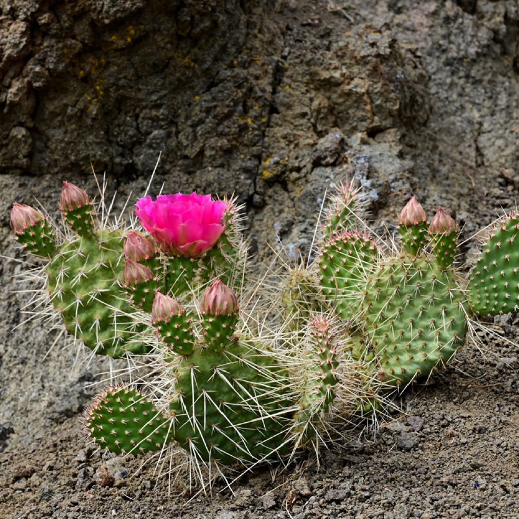 Opuntia polyacantha - Fico d' India