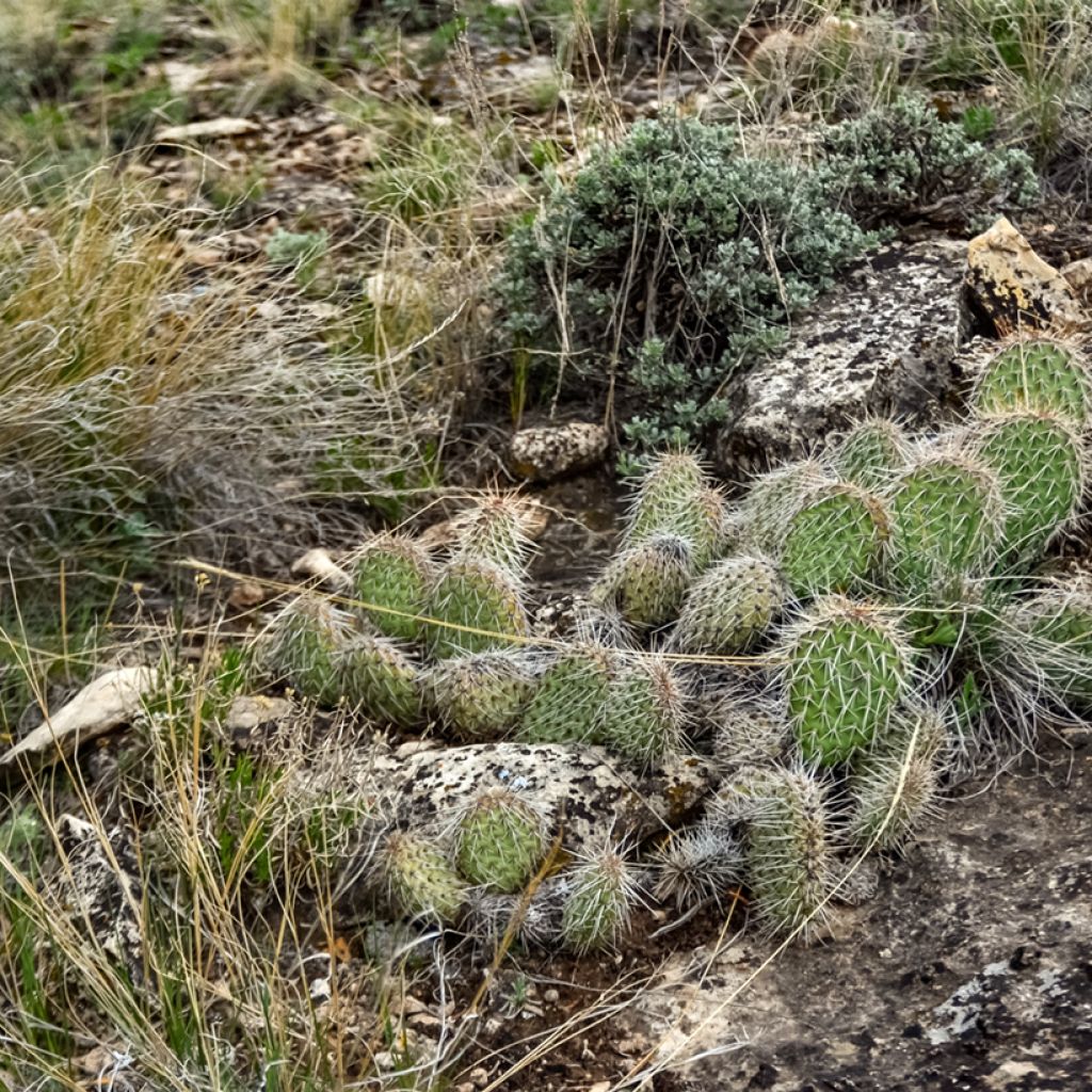 Opuntia polyacantha - Fico d' India