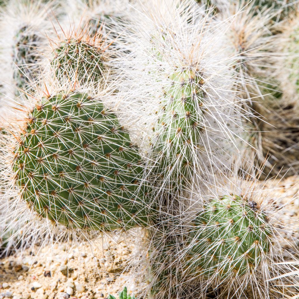Opuntia polyacantha - Fico d' India
