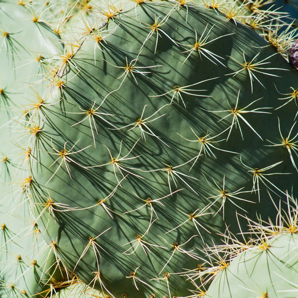 Opuntia robusta - Fico d' India