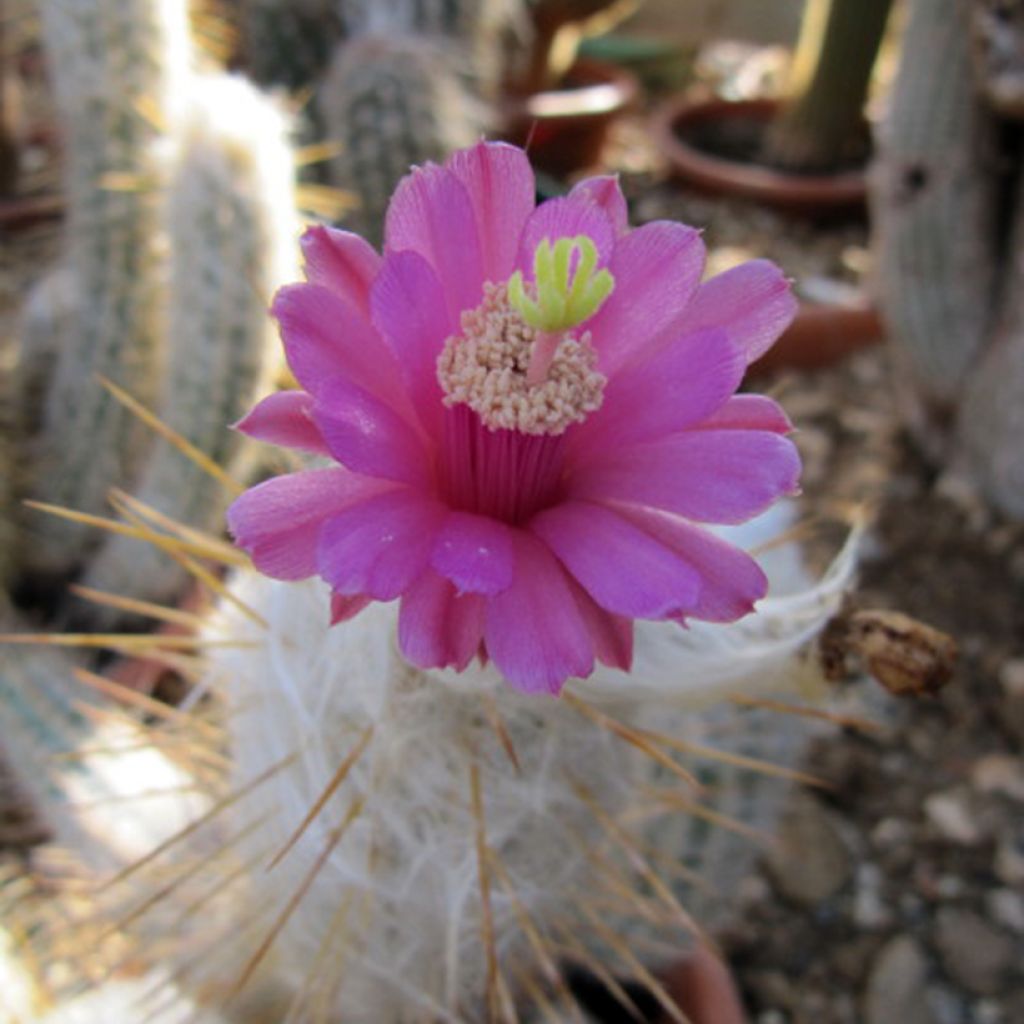 Cactus - Oreocereus leucotrichus