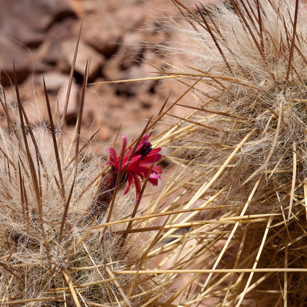 Cactus - Oreocereus leucotrichus