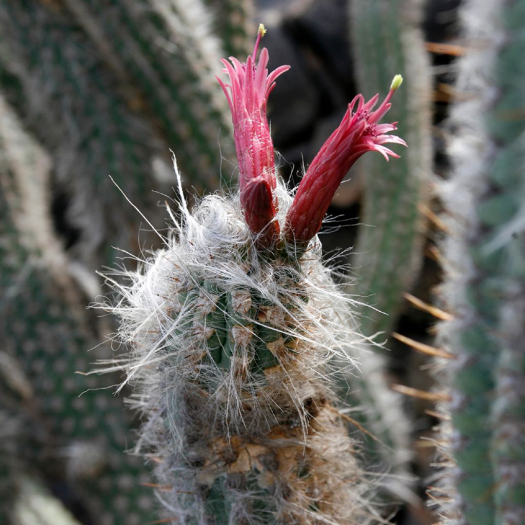 Cactus - Oreocereus leucotrichus