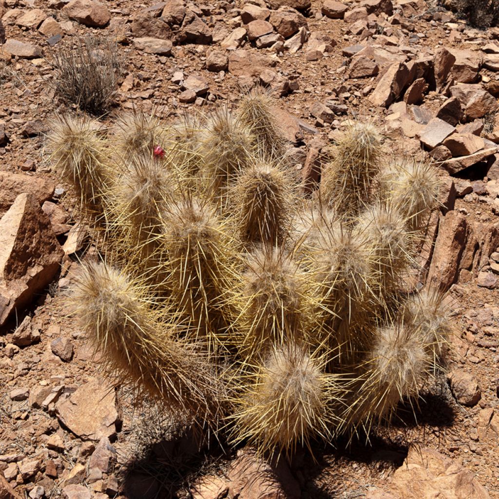 Cactus - Oreocereus leucotrichus