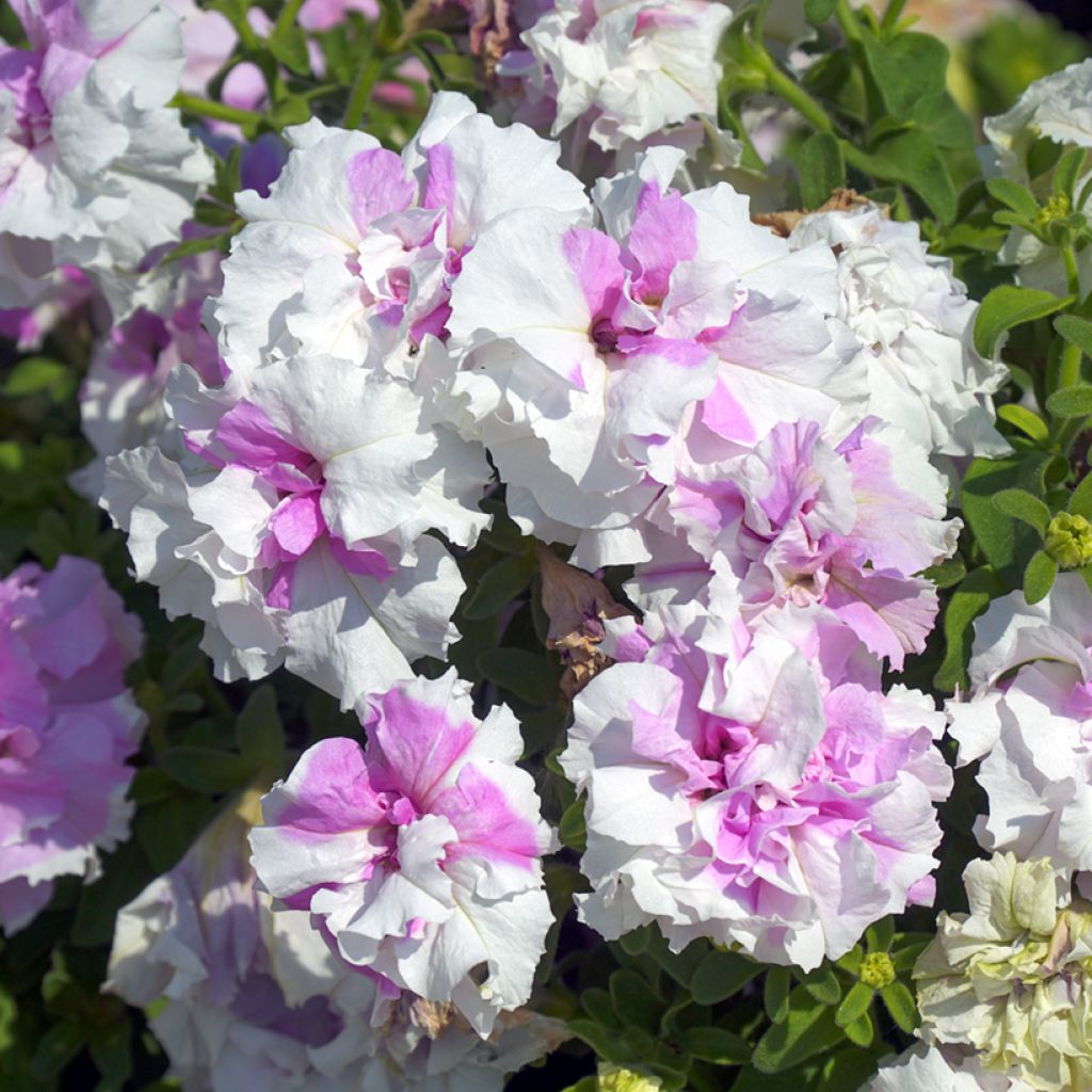 Petunia Cascade Pink Orchid Mist
