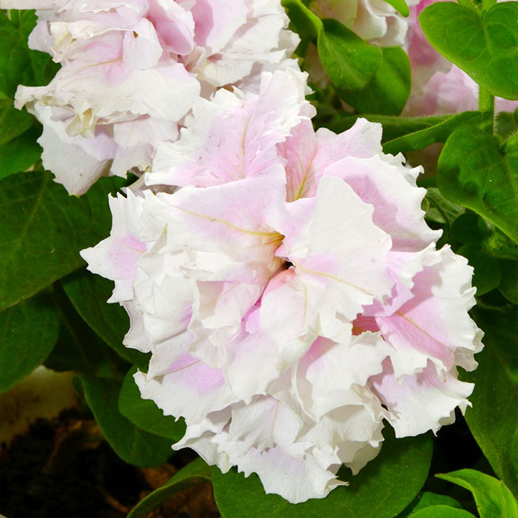 Petunia Cascade Pink Orchid Mist