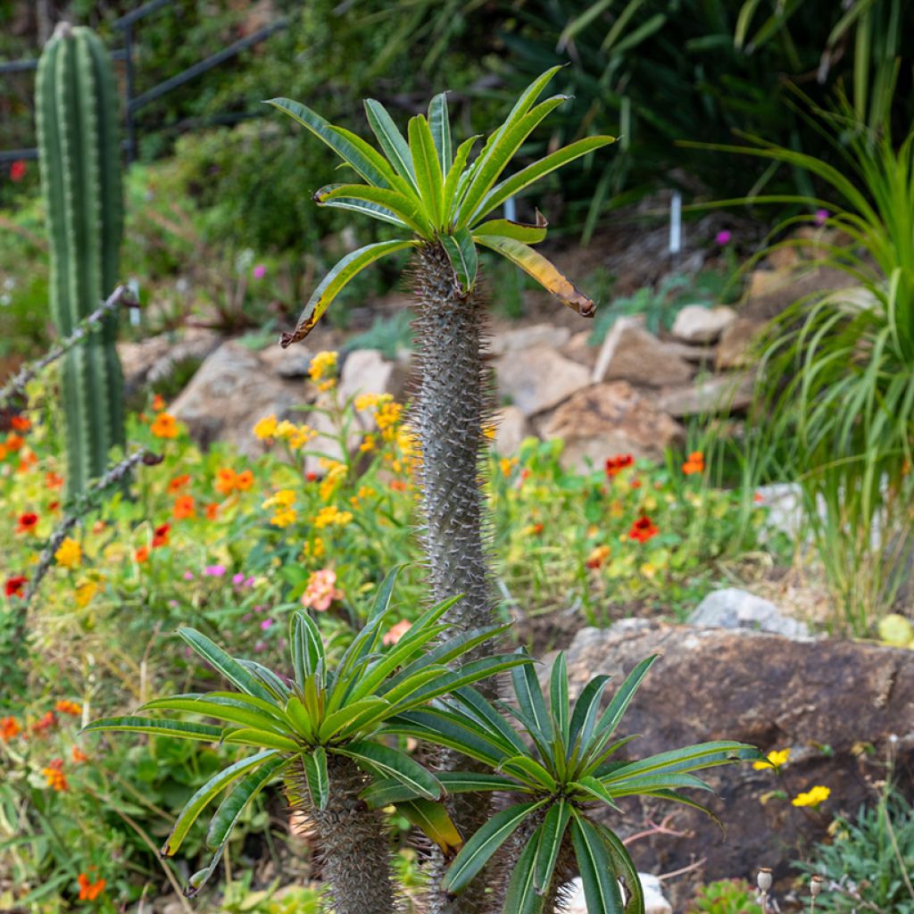 Palma del Madagascar - Pachypodium lamerei