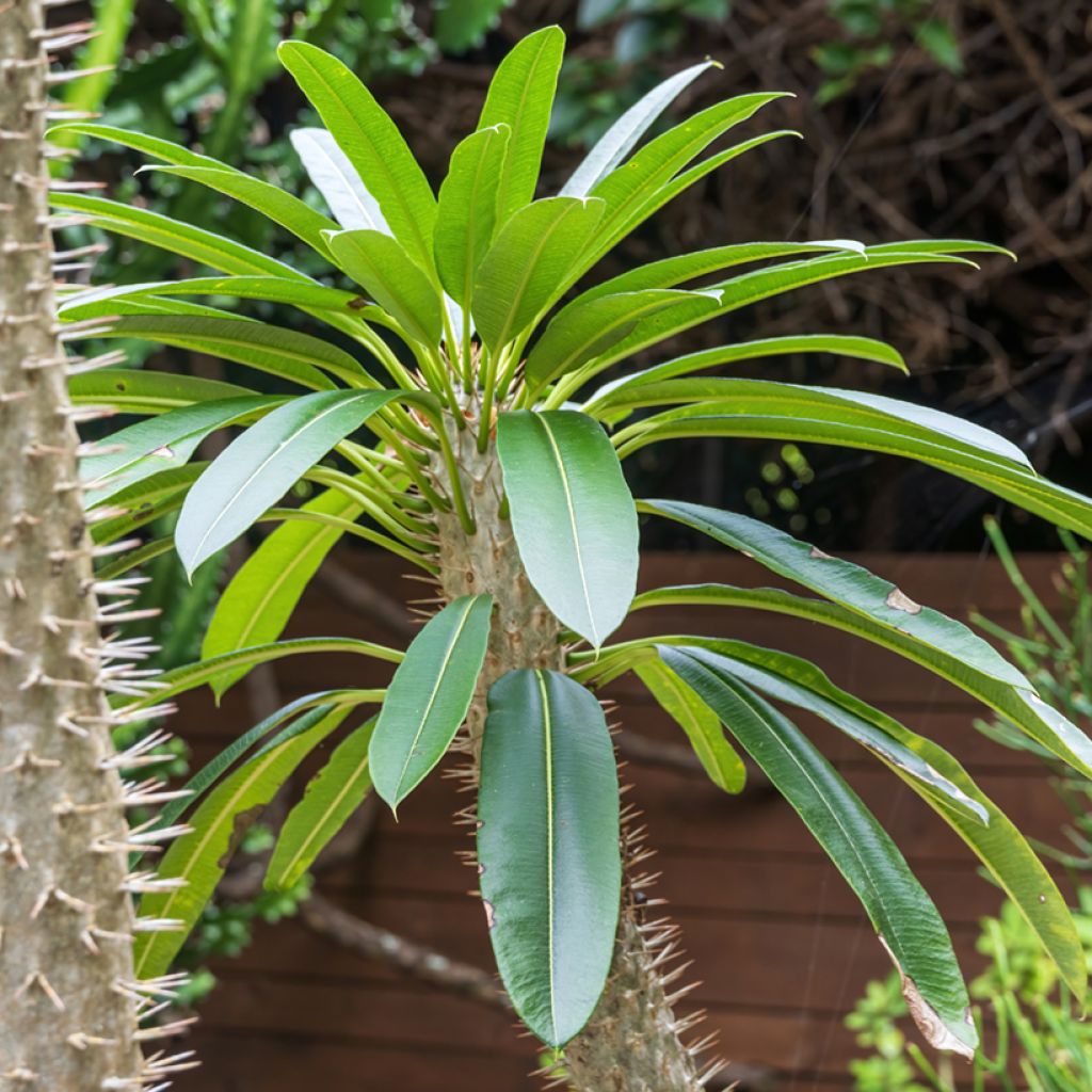 Palma del Madagascar - Pachypodium lamerei