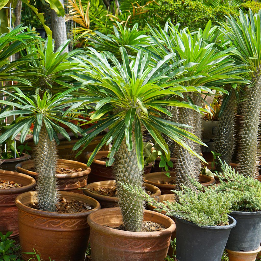 Palma del Madagascar - Pachypodium lamerei
